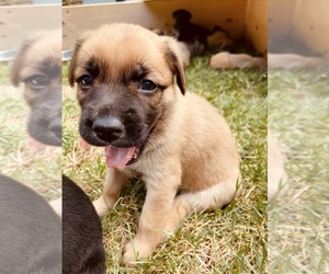 German Shepherd Dog Puppy for sale in GLEN ROCK, PA, USA