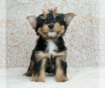 Small Photo #3 Yorkshire Terrier Puppy For Sale in WARSAW, IN, USA