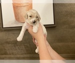 Small Photo #5 Goldendoodle Puppy For Sale in ABILENE, TX, USA