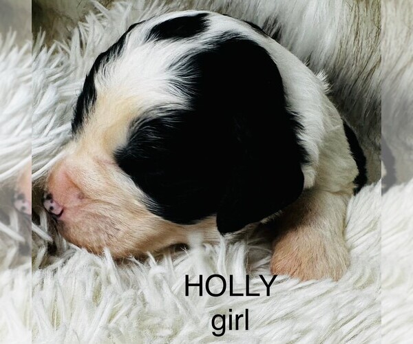 Medium Photo #15 Sheepadoodle Puppy For Sale in BUFFALO, MN, USA