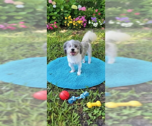 Medium Photo #4 Shih Tzu Puppy For Sale in Weston, FL, USA
