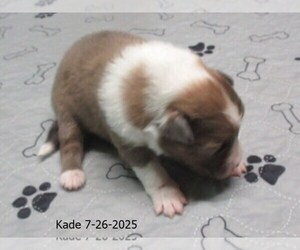 Shetland Sheepdog Puppy for sale in SOLON, ME, USA