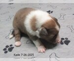 Image preview for Ad Listing. Nickname: Kade