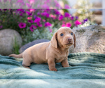 Puppy Sasha Dachshund