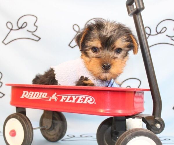 Medium Photo #48 Yorkshire Terrier Puppy For Sale in LAS VEGAS, NV, USA