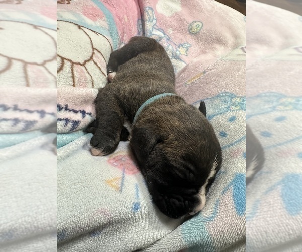 Medium Photo #4 Boxer Puppy For Sale in RALEIGH, NC, USA