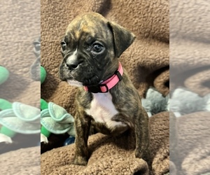 Boxer Puppy for sale in LANSING, MI, USA