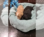 Small Photo #11 Aussiedoodle Miniature  Puppy For Sale in GOSHEN, OH, USA