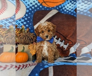 Poodle (Miniature) Puppy for sale in LEOLA, PA, USA