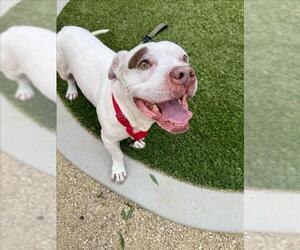 Basset Hound-Unknown Mix Dogs for adoption in Las Vegas, NV, USA
