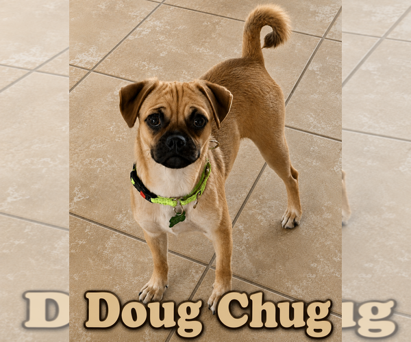 Medium Photo #2 Chug Puppy For Sale in Valrico, FL, USA