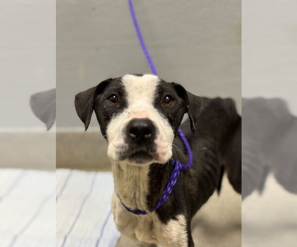 Medium Photo #1 American Pit Bull Terrier-Unknown Mix Puppy For Sale in Las Vegas, NV, USA