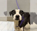 Small American Pit Bull Terrier Mix