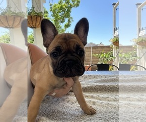 French Bulldog Puppy for sale in ORANGE, CA, USA