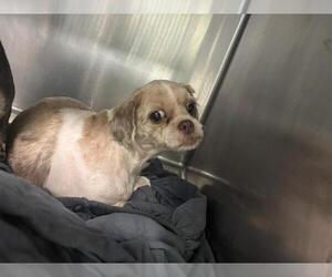 Pekingese-Unknown Mix Dogs for adoption in Grand Prairie, TX, USA