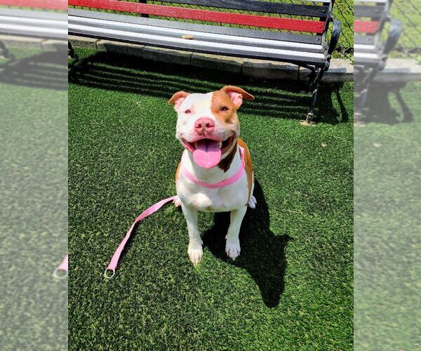 Medium Photo #4 American Staffordshire Terrier-Unknown Mix Puppy For Sale in Perth Amboy, NJ, USA