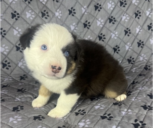 Medium Photo #69 Australian Shepherd Puppy For Sale in SALISBURY, NC, USA