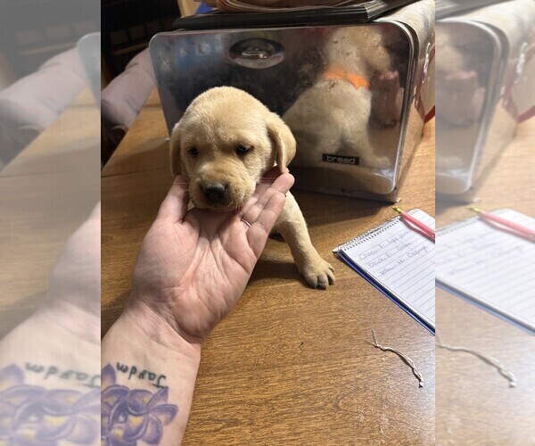 Medium Photo #6 Labrador Retriever Puppy For Sale in ROLLA, MO, USA