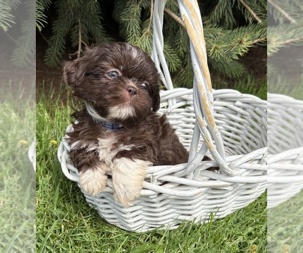 Medium Photo #3 Shih Tzu Puppy For Sale in MIDDLEBURY, IN, USA