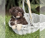 Small #2 Shih Tzu