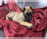 Small Photo #74 Belgian Malinois Puppy For Sale in REESEVILLE, WI, USA