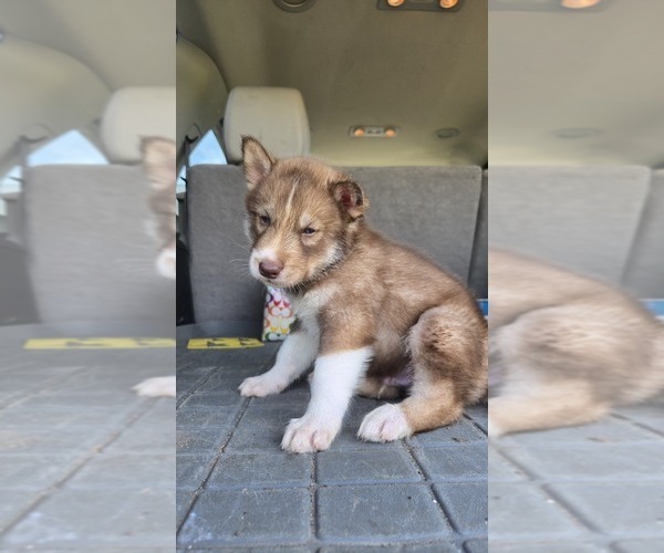 Medium Photo #9 Siberian Husky Puppy For Sale in FORT PLAIN, NY, USA