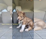 Small #8 Siberian Husky