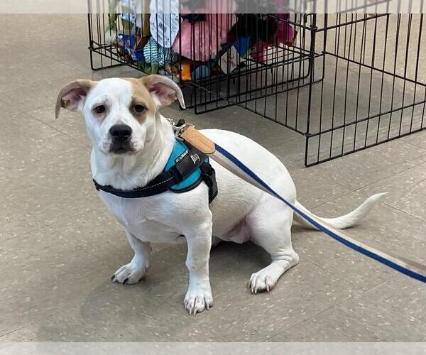 Medium Photo #7 American Pit Bull Terrier-Pekingese Mix Puppy For Sale in Rootstown, OH, USA