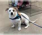 Small #6 American Pit Bull Terrier-Pekingese Mix