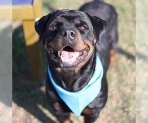 Rottweiler Dogs for adoption in San Antonio, TX, USA