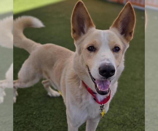 Medium Photo #2 German Shepherd Dog-Unknown Mix Puppy For Sale in Las Vegas, NV, USA