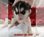 Small Photo #7 Siberian Husky Puppy For Sale in LEHIGHTON, PA, USA