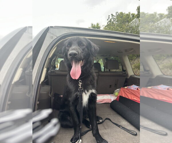 Medium Photo #3 Mutt Puppy For Sale in Dana Point, CA, USA
