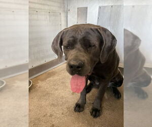 Mutt Dogs for adoption in San Bernardino, CA, USA