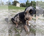 Puppy Slinky Catahoula Leopard Dog