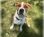 Small #14 Treeing Walker Coonhound Mix