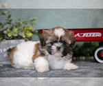 Small #1 Shih Tzu