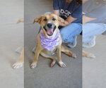 Small #1 Labrador Retriever Mix