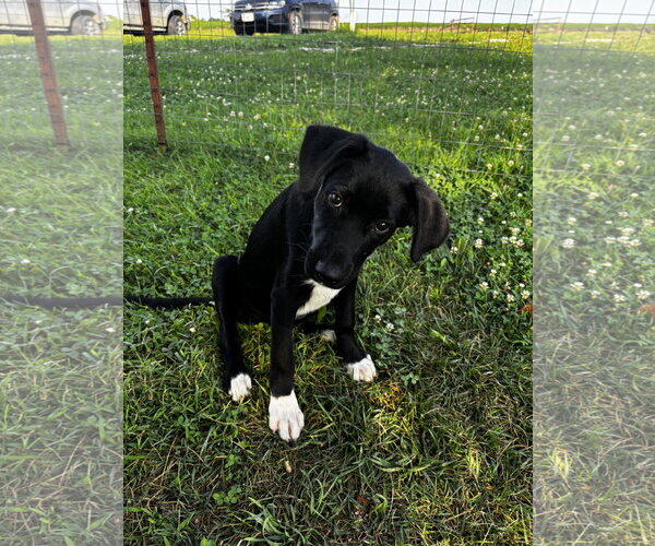 Medium Photo #3 Shepradors Puppy For Sale in Macon, MO, USA