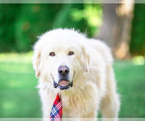 Great Pyrenees-Unknown Mix Dogs for adoption in Unionville, PA, USA