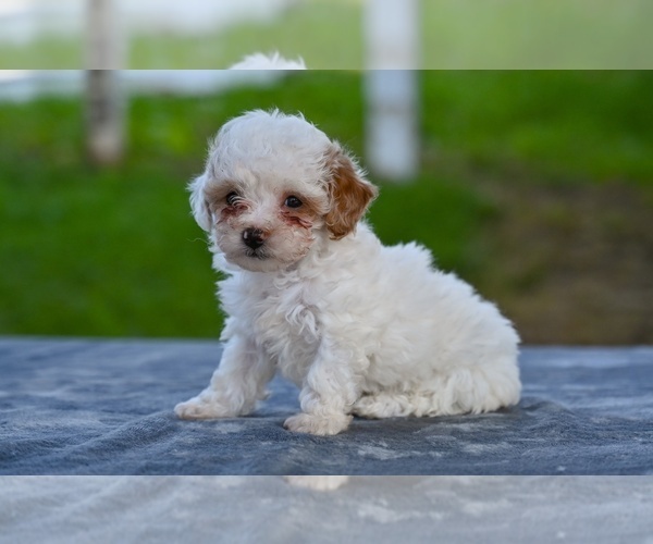 Medium Photo #3 Poodle (Toy) Puppy For Sale in MILLERSBURG, OH, USA