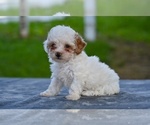 Small #2 Poodle (Toy)