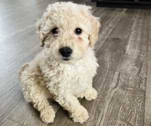 Goldendoodle (Miniature) Puppy for sale in CHARLOTTE, NC, USA