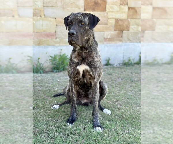 Medium Photo #1 Mutt Puppy For Sale in PIPE CREEK, TX, USA