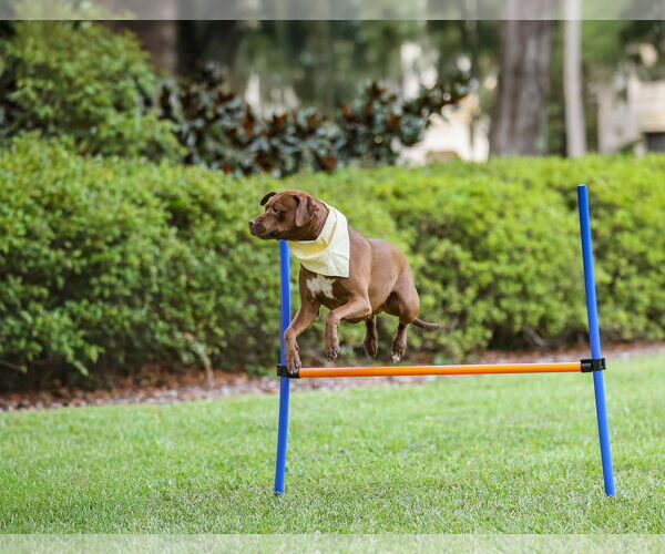 Medium Photo #5 Mutt Puppy For Sale in  Gainesville, FL, USA