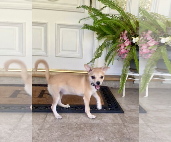 Medium Photo #5 Chug Puppy For Sale in Santa Clarita, CA, USA