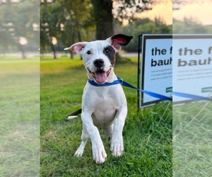 American Pit Bull Terrier-Unknown Mix Dogs for adoption in Germantown, OH, USA