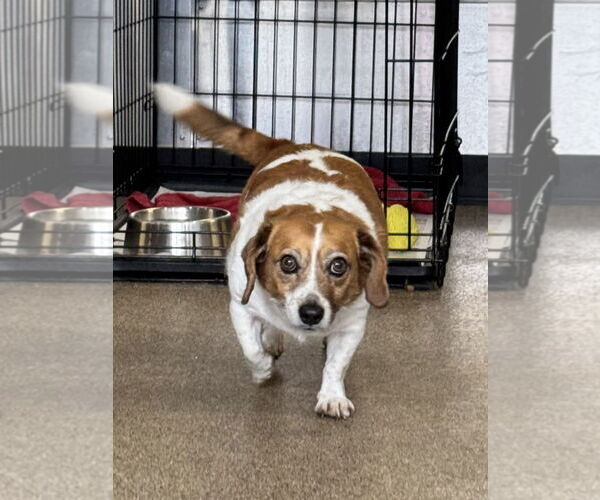 Medium Photo #11 Cheagle Puppy For Sale in Sanford, FL, USA