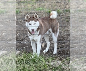 Father of the Siberian Husky puppies born on 03/19/2023