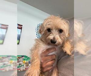 Mutt Dogs for adoption in San Martin, CA, USA